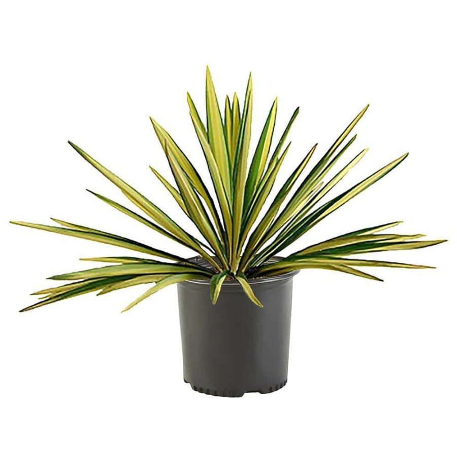 Outdoor Plants * | Hot Sale 2.25 Gal. Color Guard Yucca Plant With Creamy White And Dark Green Foliage By Unbranded