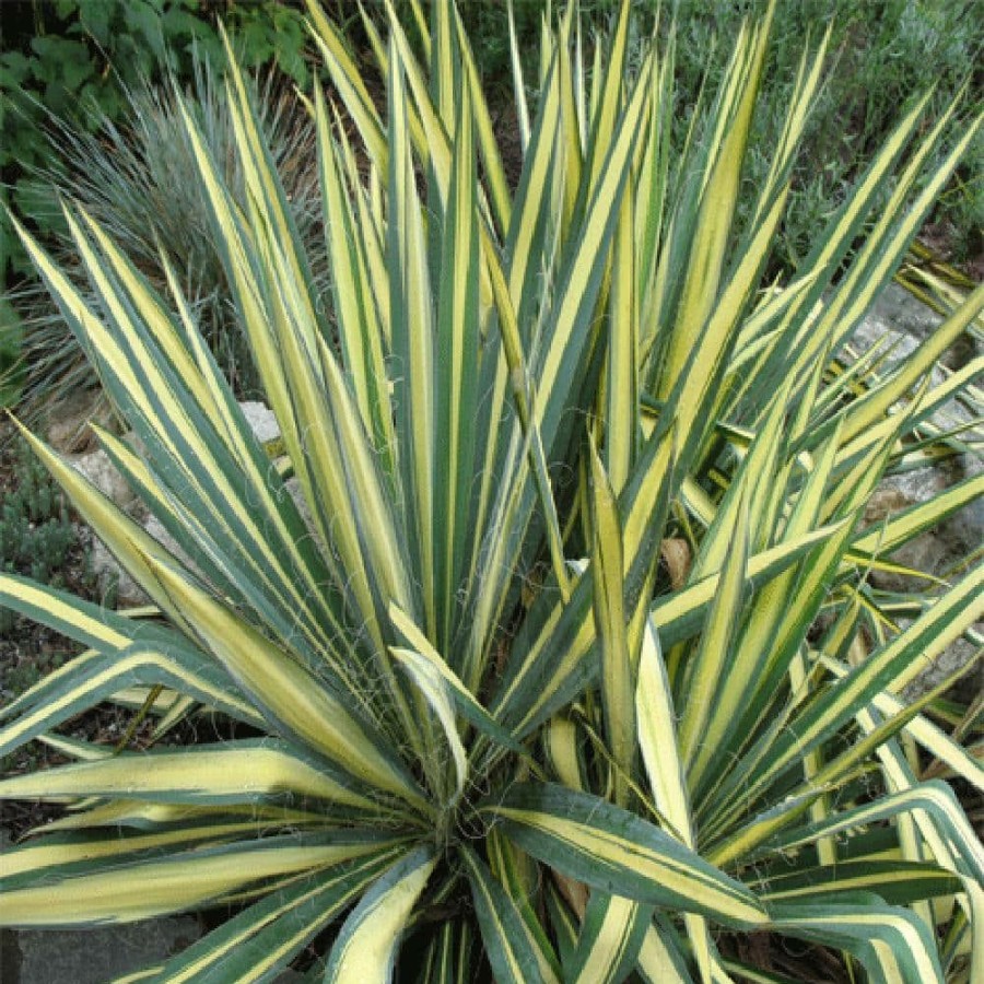 Outdoor Plants * | Hot Sale 2.25 Gal. Color Guard Yucca Plant With Creamy White And Dark Green Foliage By Unbranded