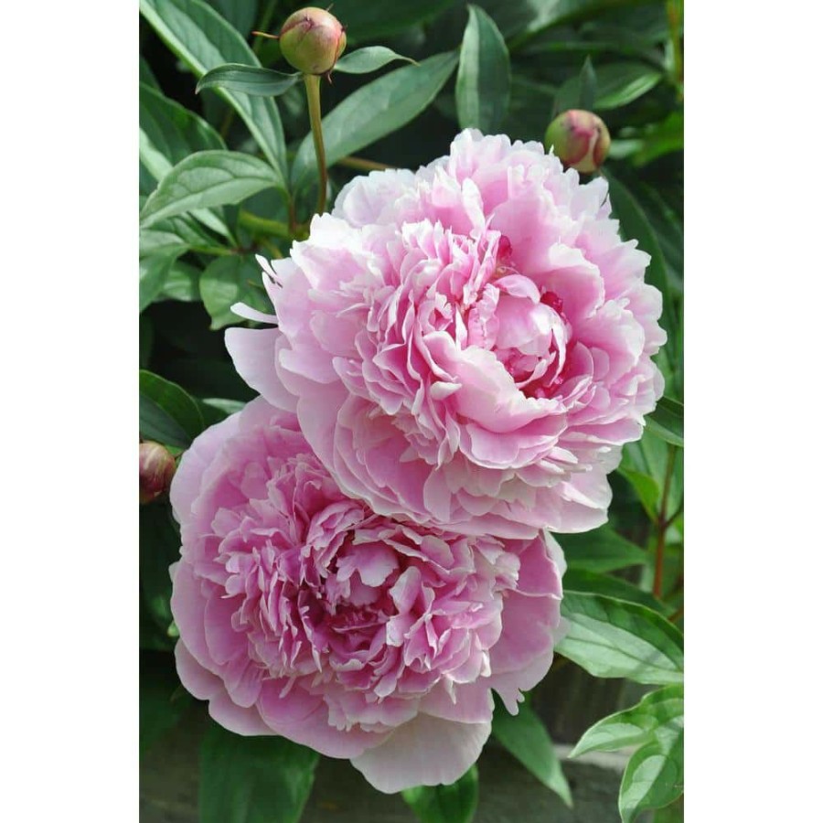 Outdoor Plants * | New 2 Gal. Sarah Bernhardt Peony (Paeonia) Live Shrub With Pastel Pink Double Blooms By Bell Nursery