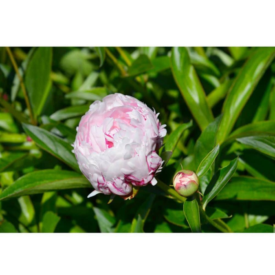 Outdoor Plants * | New 2 Gal. Sarah Bernhardt Peony (Paeonia) Live Shrub With Pastel Pink Double Blooms By Bell Nursery