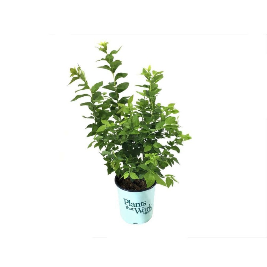 Outdoor Plants * | Promo Highbush Blueberry (Vaccinium) Jersey Plant By Plants That Work