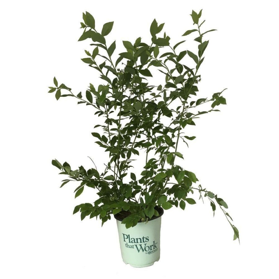 Outdoor Plants * | Promo Highbush Blueberry (Vaccinium) Jersey Plant By Plants That Work