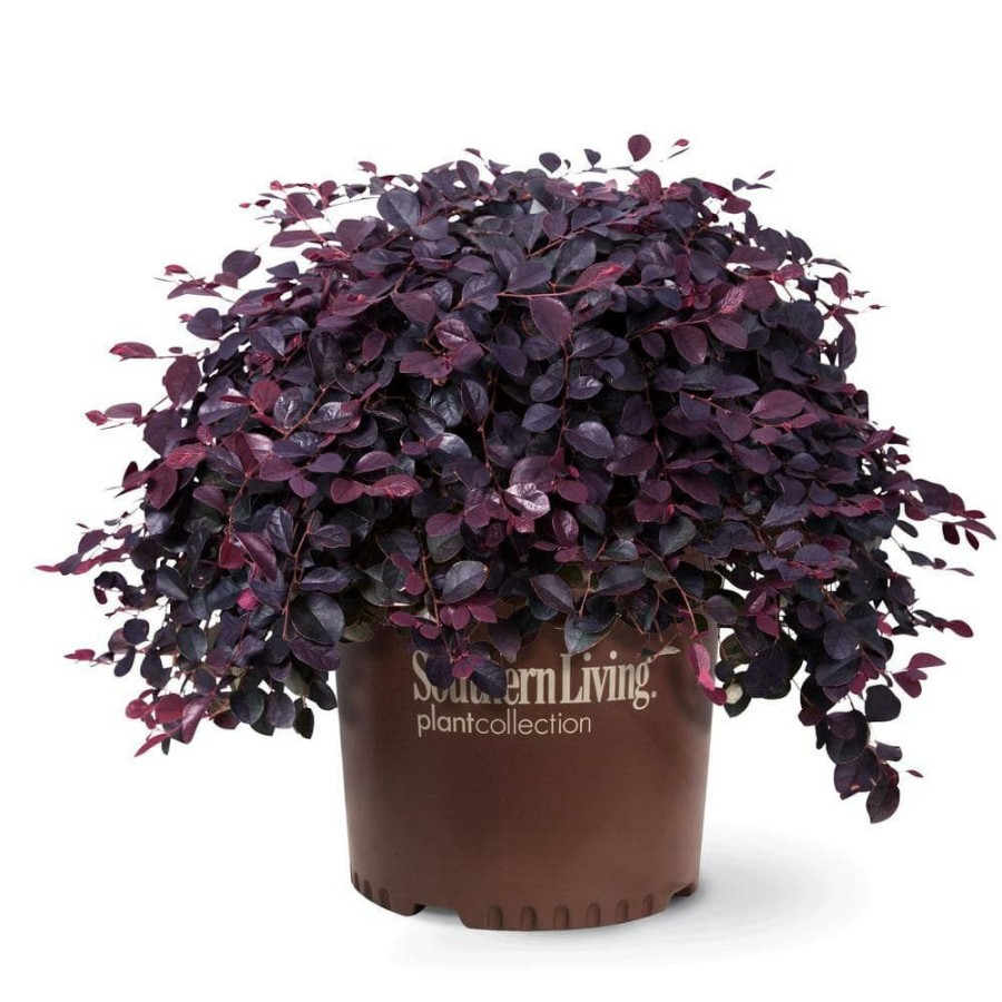 Outdoor Plants * | Coupon 2 Gal. Purple Pixie Dwarf Weeping Loropetalum, Groundcover Evergreen Shrub With Purple Foliage, Pink Blooms By Southern Living