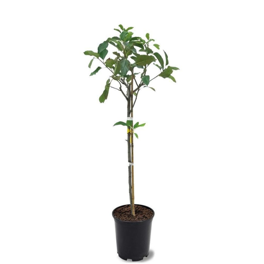 Outdoor Plants * | Deals 1 Gal. Golden Dorsett Apple Tree Potted By Unbranded