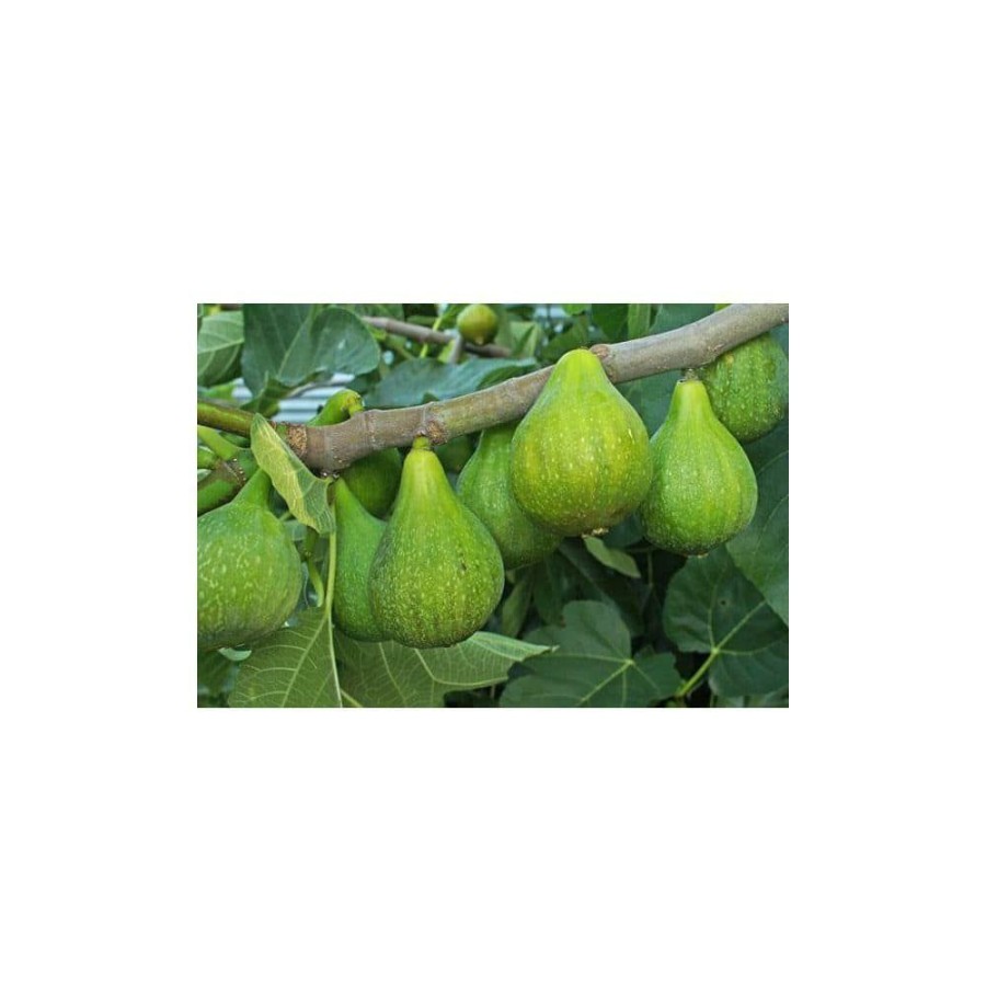 Outdoor Plants * | Wholesale 1 Gal Desert King Fig Tree By Online Orchards