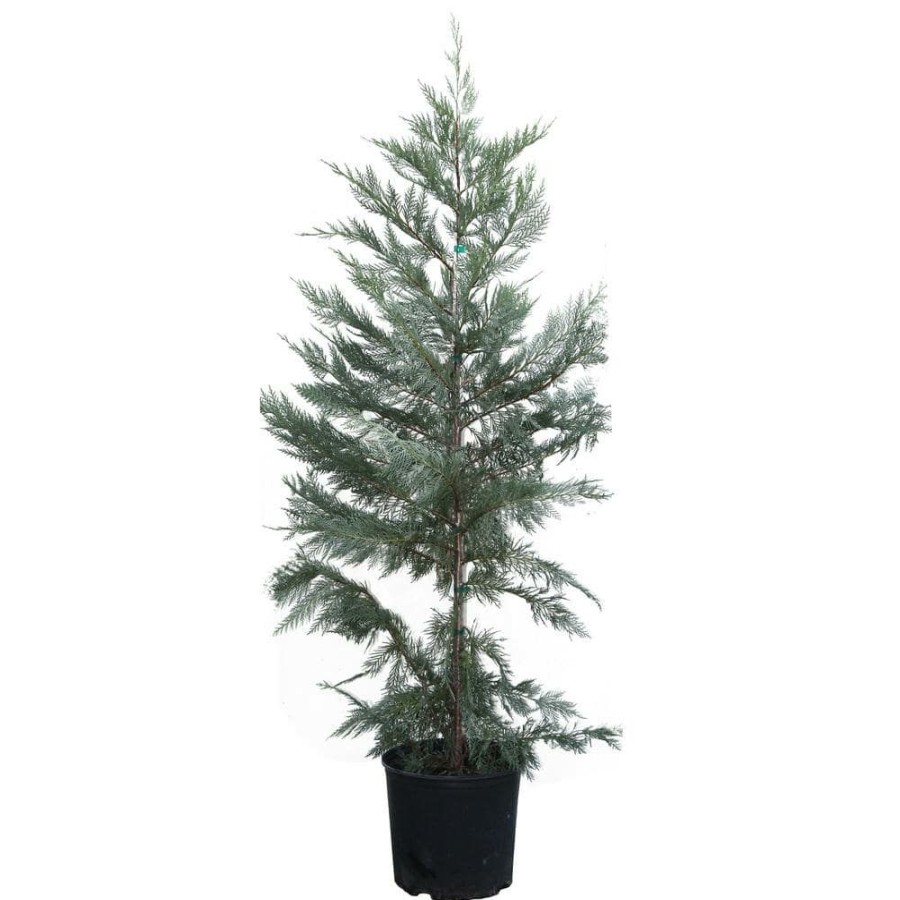 Outdoor Plants * | Best Reviews Of 5 Gal. 4 Ft.T O 5 Ft. Tall Leyland Cypress Evergreen Trees By Brighter Blooms