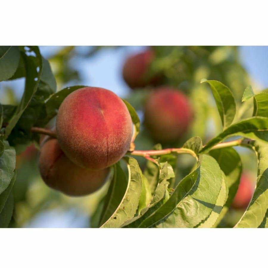 Outdoor Plants * | Promo White Gold Peach Tree Bare Root By Online Orchards