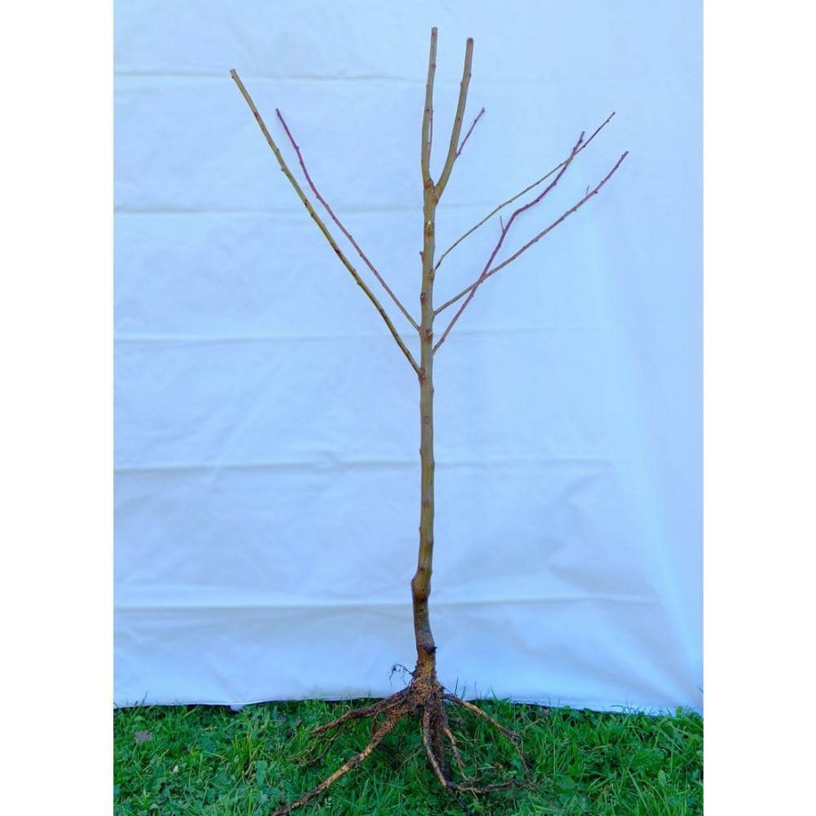 Outdoor Plants * | Promo White Gold Peach Tree Bare Root By Online Orchards