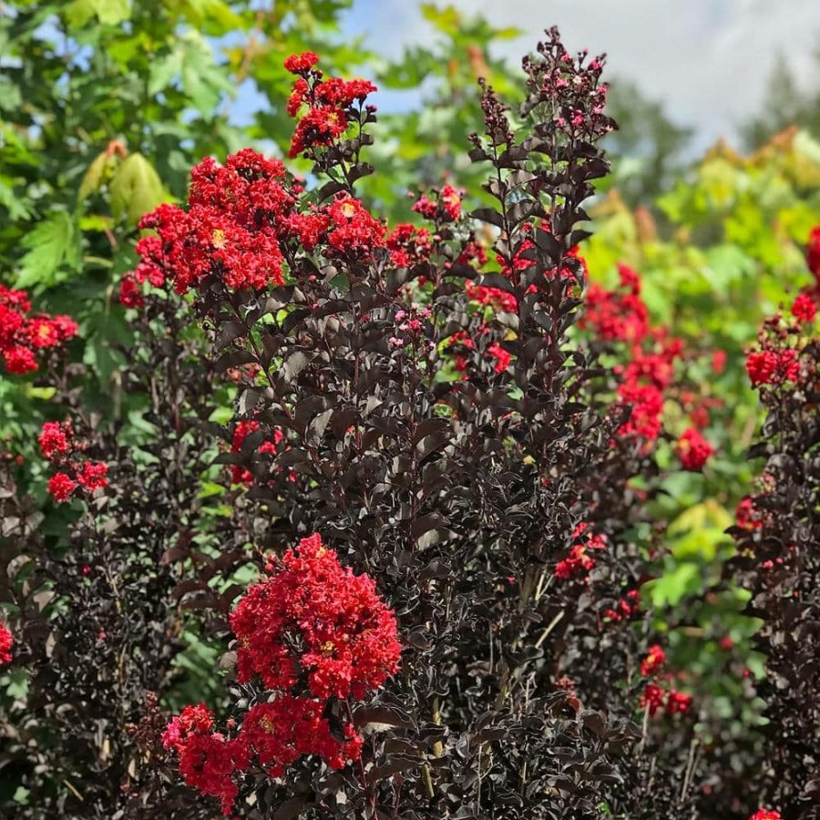 Outdoor Plants * | Deals 7 Gal. Crimson Red Crape Myrtle Tree By Black Diamond