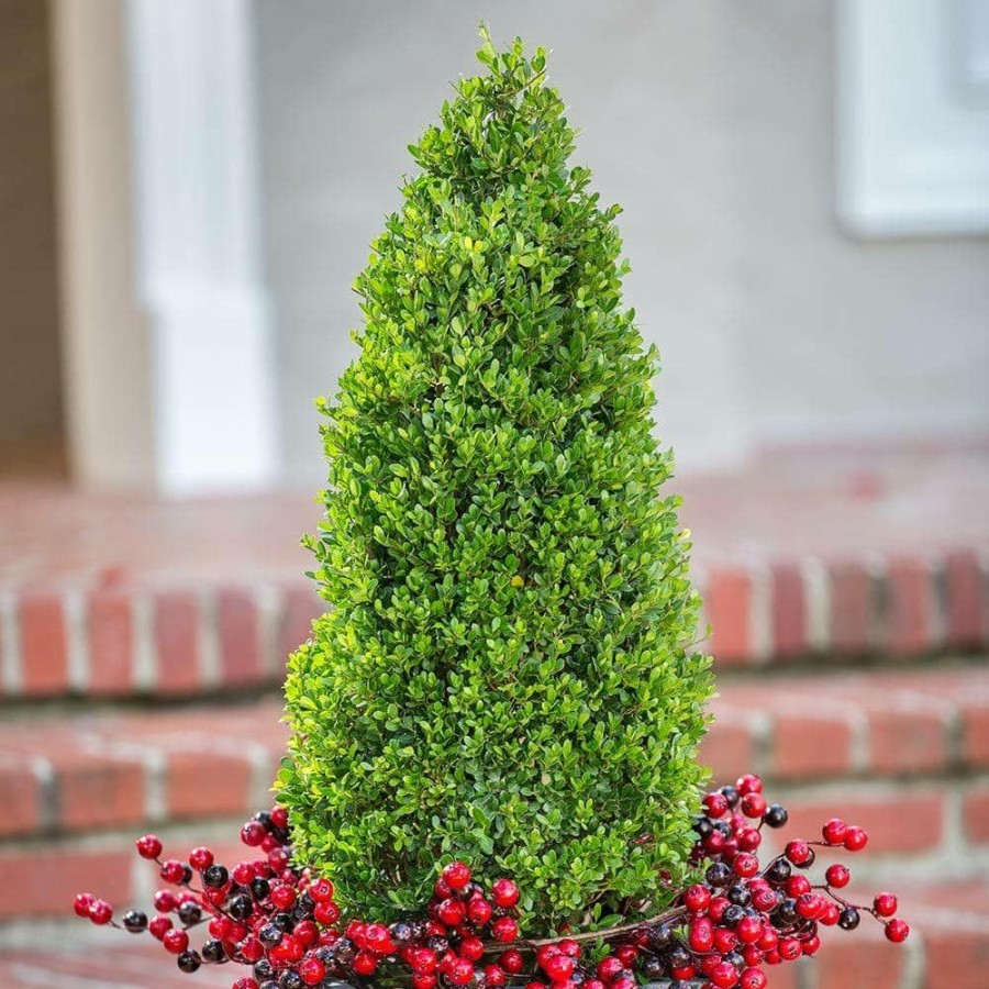 Outdoor Plants * | Budget 2.5 Gal Compacta Japanese Holly(Ilex), Evergreen Shrub Pyramid Shaped By Flowerwood