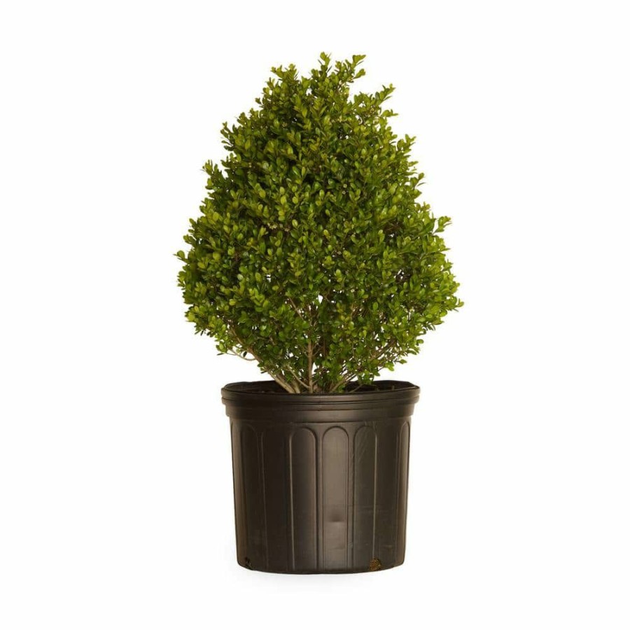 Outdoor Plants * | Budget 2.5 Gal Compacta Japanese Holly(Ilex), Evergreen Shrub Pyramid Shaped By Flowerwood