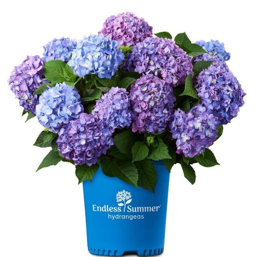 Outdoor Plants * | Promo 1 Gal. Bloomstruck Hydrangea Plant With Pink And Purple Flowers By Endless Summer