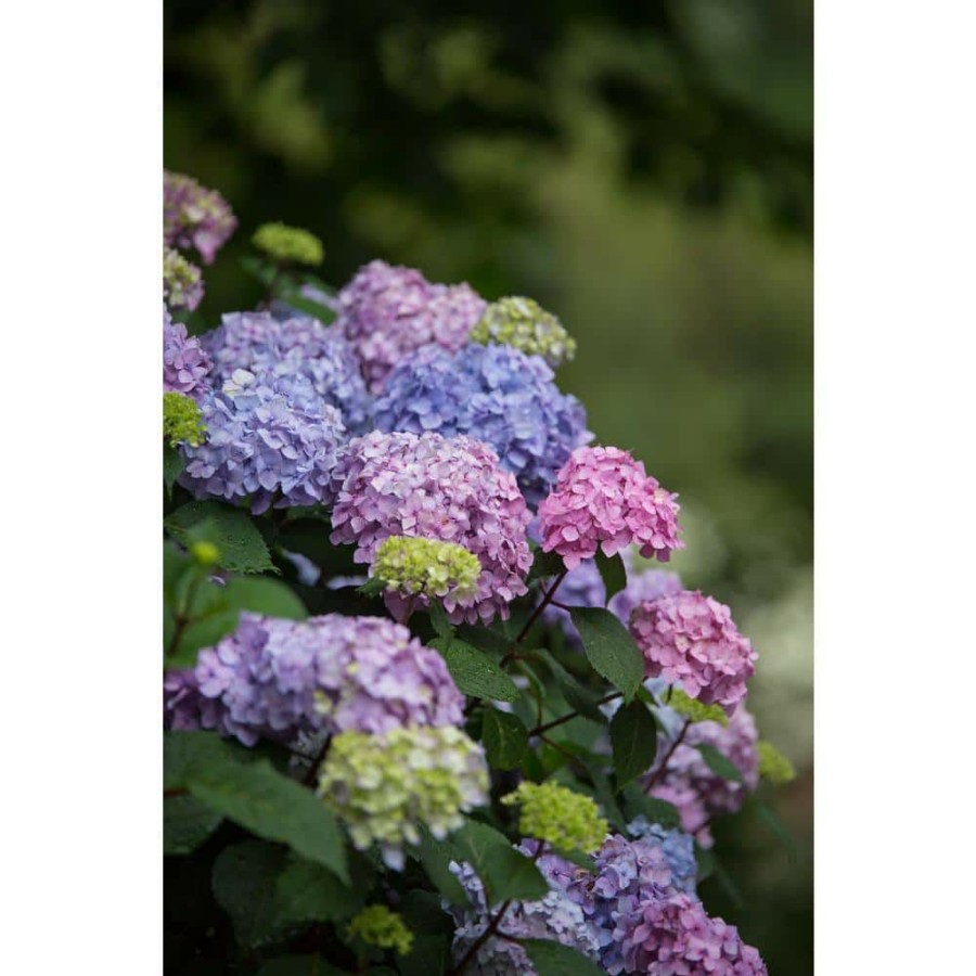 Outdoor Plants * | Promo 1 Gal. Bloomstruck Hydrangea Plant With Pink And Purple Flowers By Endless Summer