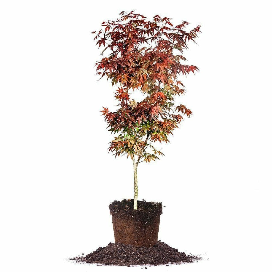 Outdoor Plants * | Coupon 1 Gal. Bloodgood Japanese Maple Tree Dark Red Leaves, Cold Hardy, Bright Fall Color By Online Orchards