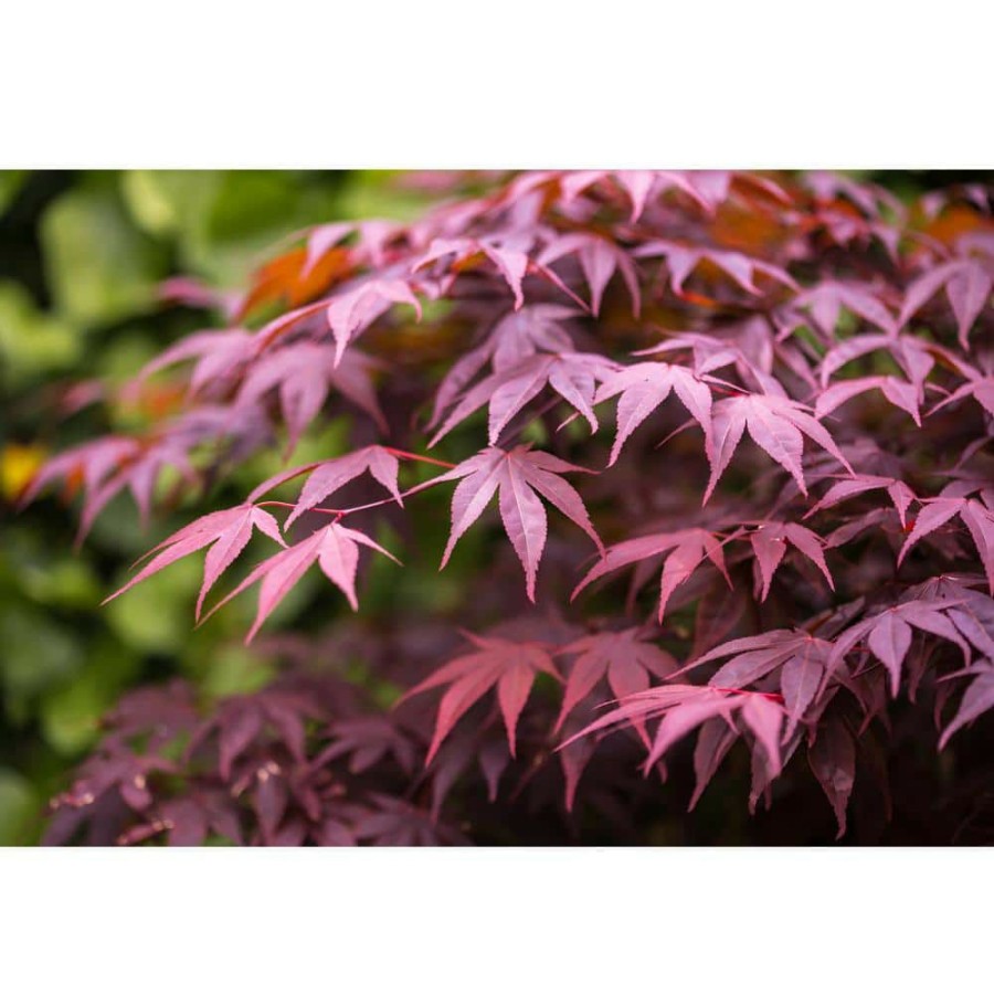 Outdoor Plants * | Coupon 1 Gal. Bloodgood Japanese Maple Tree Dark Red Leaves, Cold Hardy, Bright Fall Color By Online Orchards