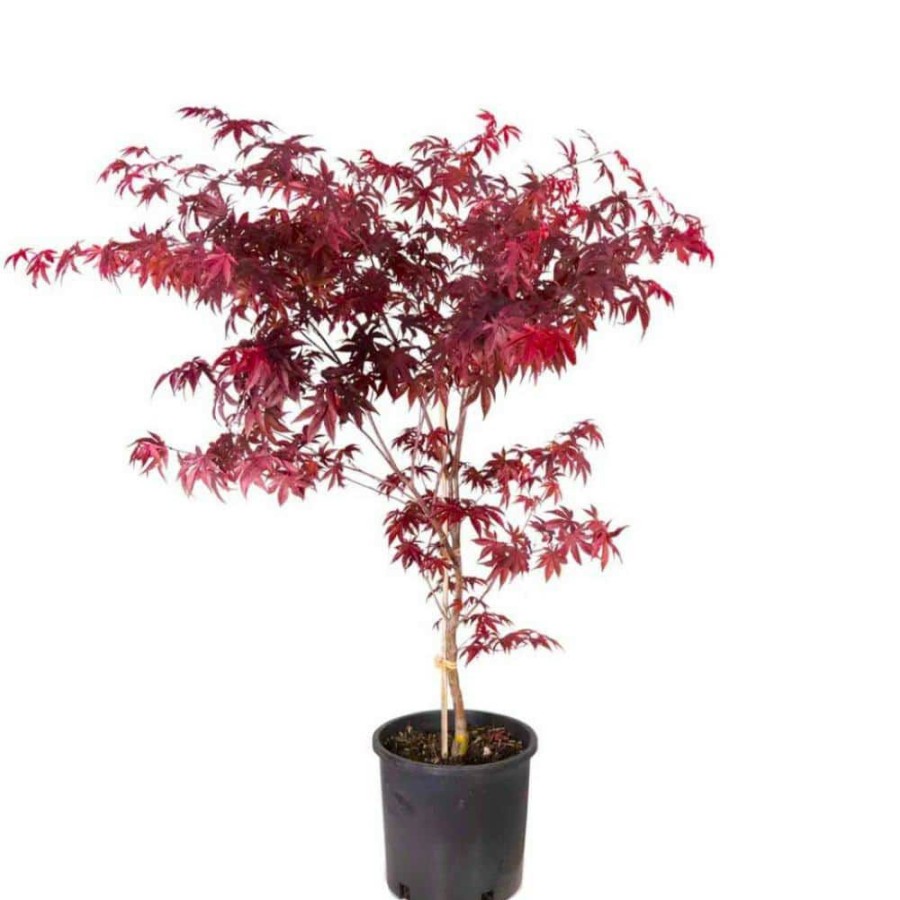 Outdoor Plants * | Flash Sale 2 Gal. Red Emperor Japanese Maple Tree With Dark Red Foliage Turning To Bright Scarlet In Autumn By Online Orchards