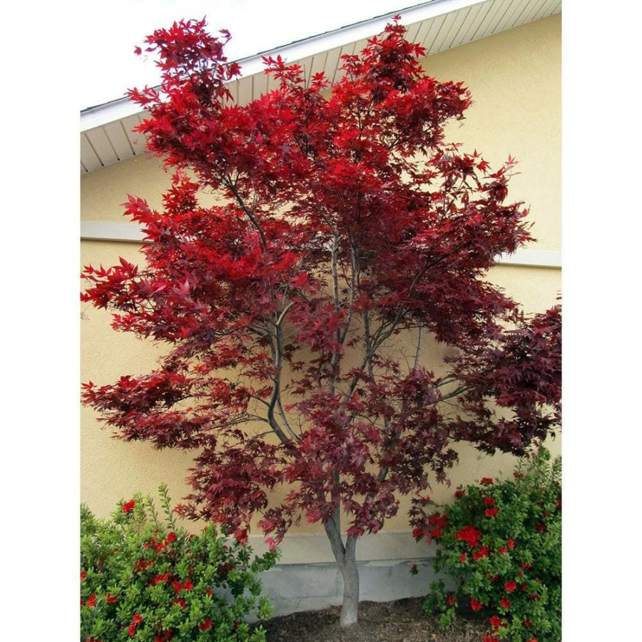 Outdoor Plants * | Flash Sale 2 Gal. Red Emperor Japanese Maple Tree With Dark Red Foliage Turning To Bright Scarlet In Autumn By Online Orchards