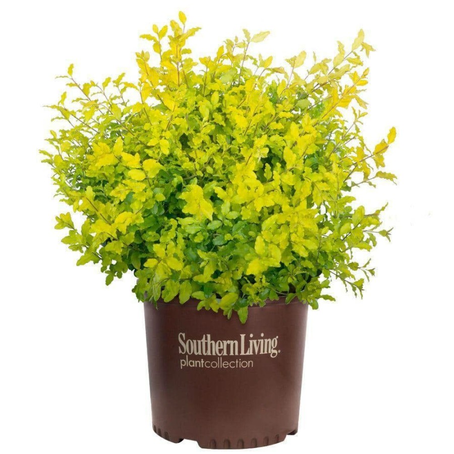 Outdoor Plants * | Deals 2 Gal. Sunshine Ligustrum Privet Shrub With Golden-Yellow Foliage By Southern Living