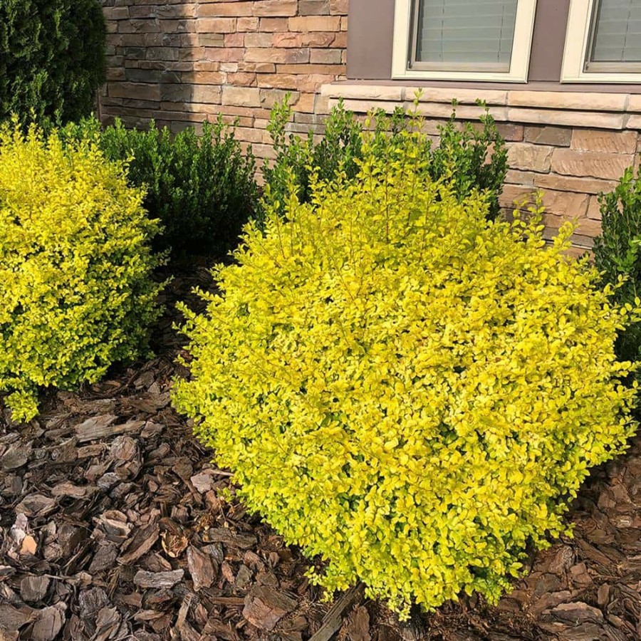 Outdoor Plants * | Deals 2 Gal. Sunshine Ligustrum Privet Shrub With Golden-Yellow Foliage By Southern Living