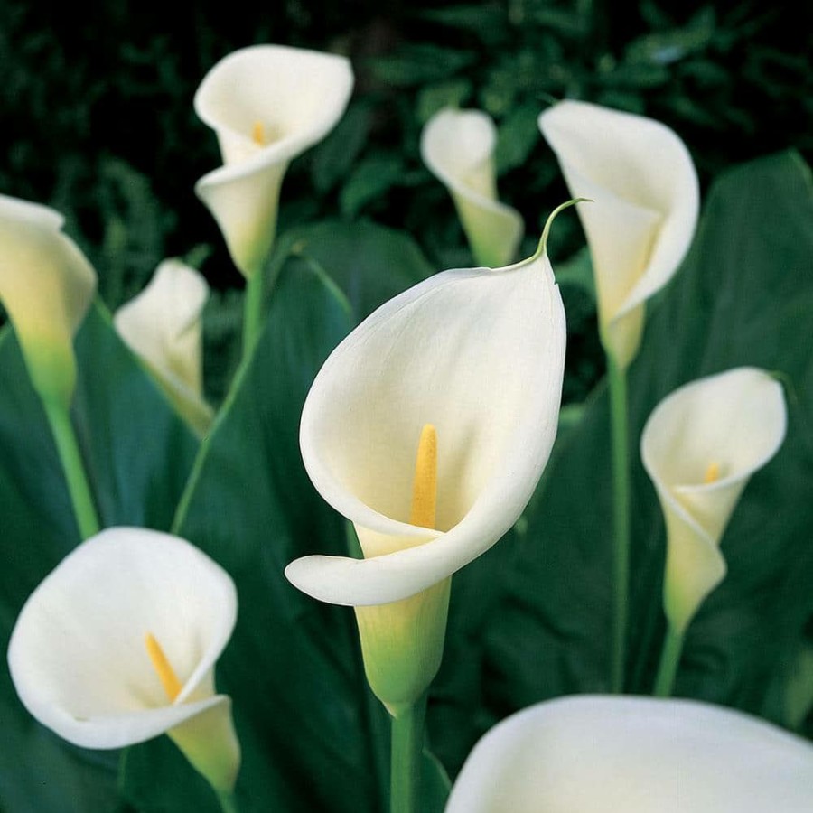 Outdoor Plants * | Brand New Calla Bulbs Aethiopica (Set Of 5) By Van Zyverden