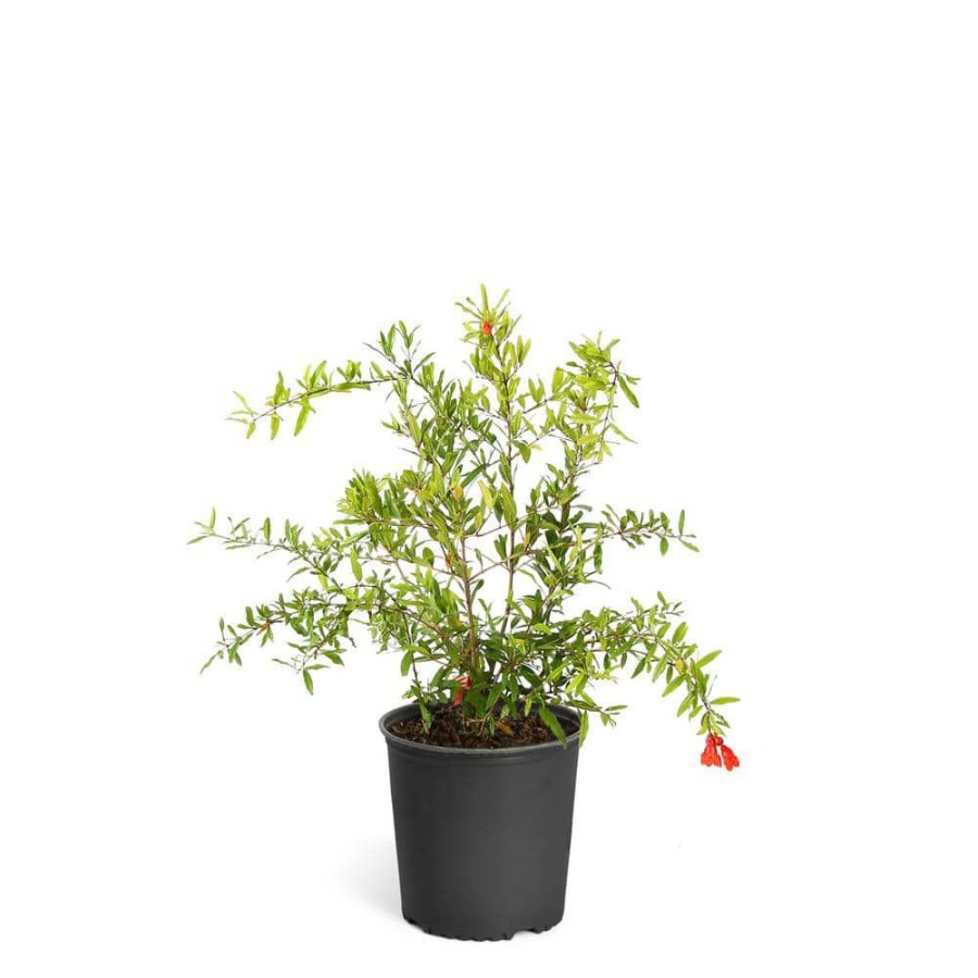 Outdoor Plants * | Top 10 2 Gal. Cold Hardy Pomegranate Tree By Brighter Blooms