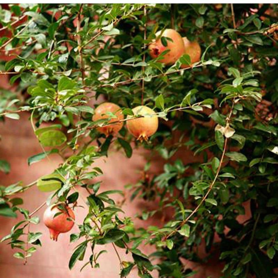 Outdoor Plants * | Top 10 2 Gal. Cold Hardy Pomegranate Tree By Brighter Blooms