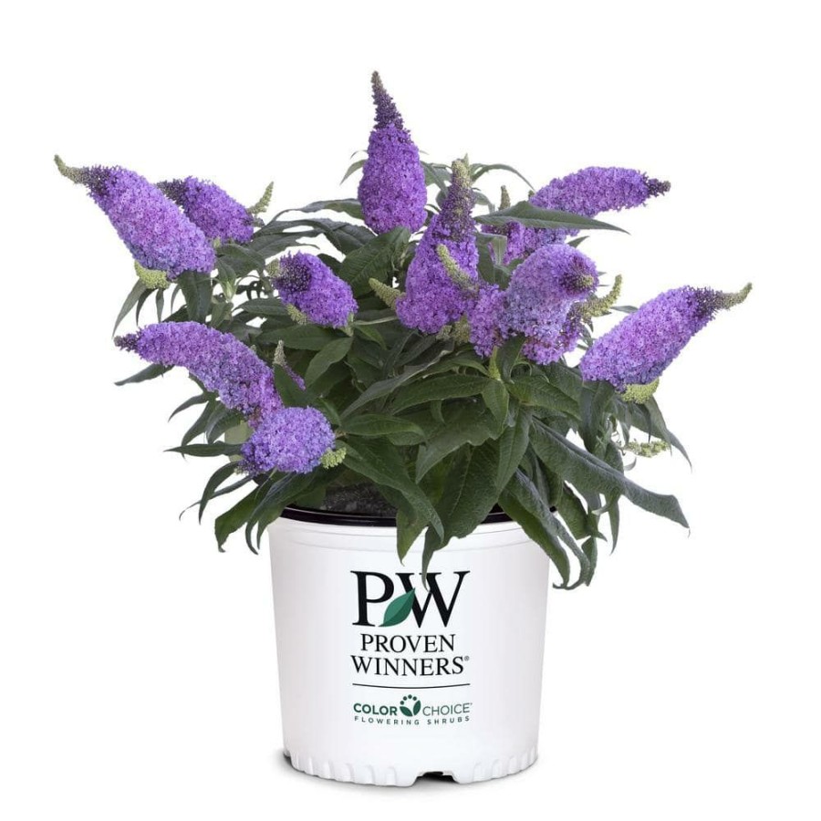 Outdoor Plants * | Discount 2 Gal. Pugster Amethyst Buddleia Shrub With Purple Blooms And Rich Green Foliage By Unbranded