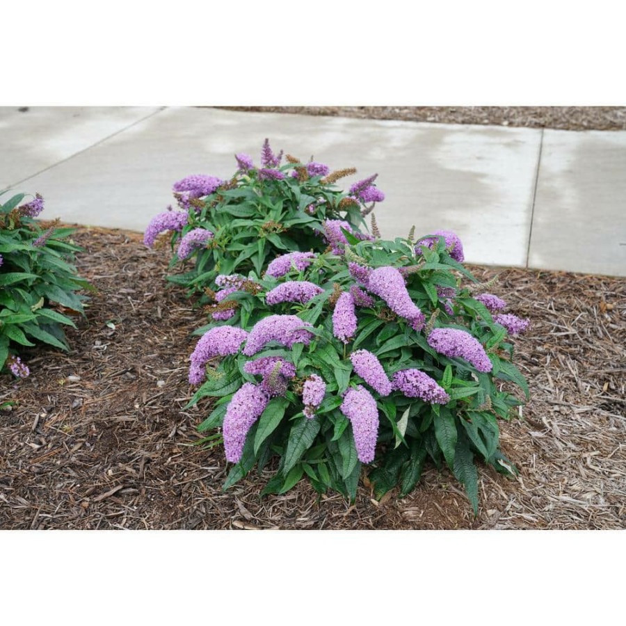 Outdoor Plants * | Discount 2 Gal. Pugster Amethyst Buddleia Shrub With Purple Blooms And Rich Green Foliage By Unbranded