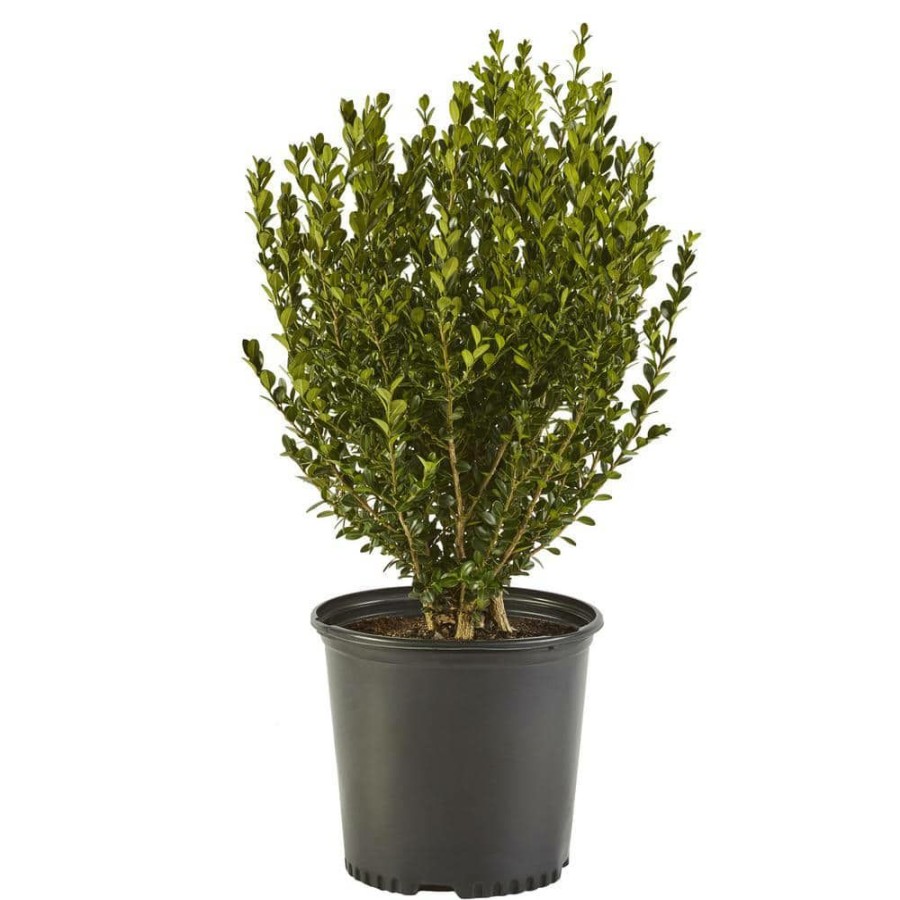 Outdoor Plants * | New 2.25 Gal. Wintergreen Boxwood Shrub Plant By Unbranded