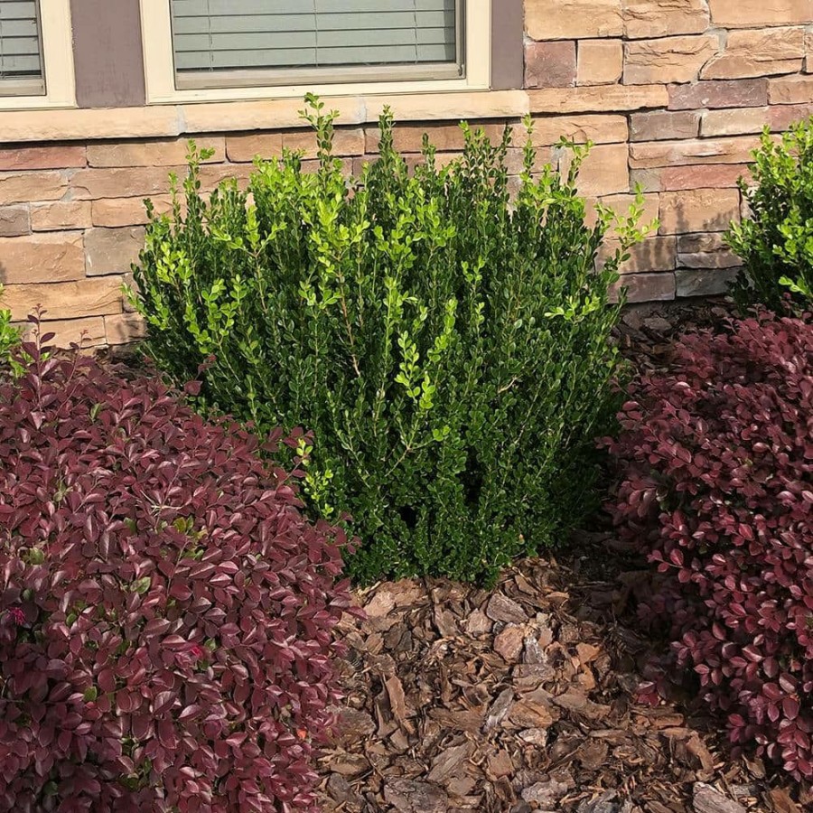 Outdoor Plants * | New 2.25 Gal. Wintergreen Boxwood Shrub Plant By Unbranded