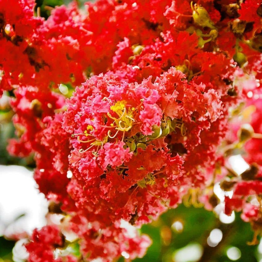 Outdoor Plants * | Flash Sale 1 Gal. Miss Frances Crape Myrtle Tree By Southern Living