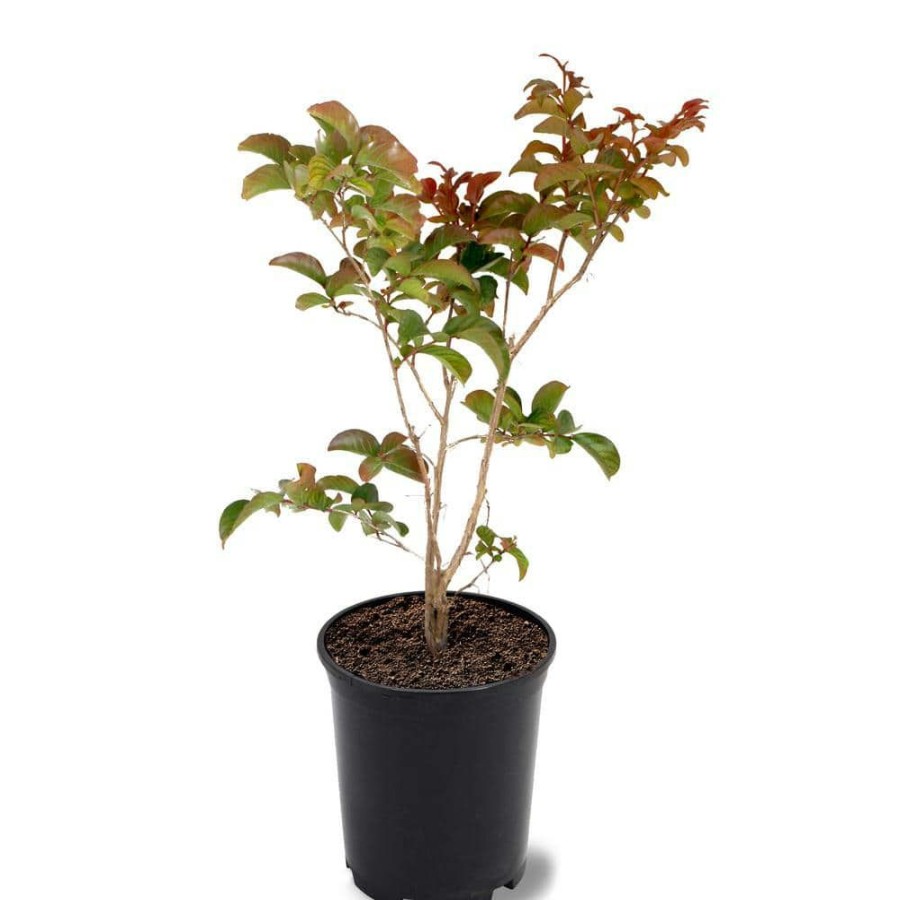 Outdoor Plants * | Flash Sale 1 Gal. Miss Frances Crape Myrtle Tree By Southern Living