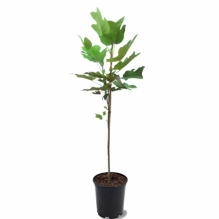 Outdoor Plants * | Budget 1 Gal. Tulip Poplar Deciduous Tree By Unbranded