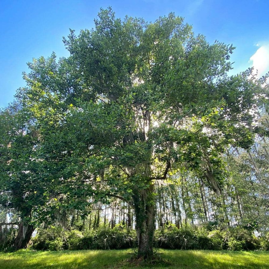 Outdoor Plants * | Budget 1 Gal. Tulip Poplar Deciduous Tree By Unbranded