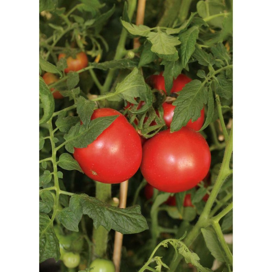 Outdoor Plants * | Best Deal 15-Count Seeds Tempting Tomatoes Garden Treasure (Lycopersicon) By Proven Winners