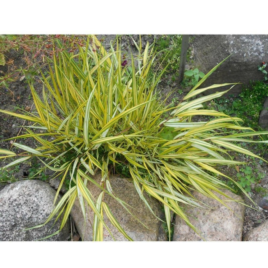 Outdoor Plants * | Best Reviews Of 1 Gal. Aureola Japanese Forest Grass Unique Golden/Green Variegated And Mounding Ornamental Grass By Online Orchards