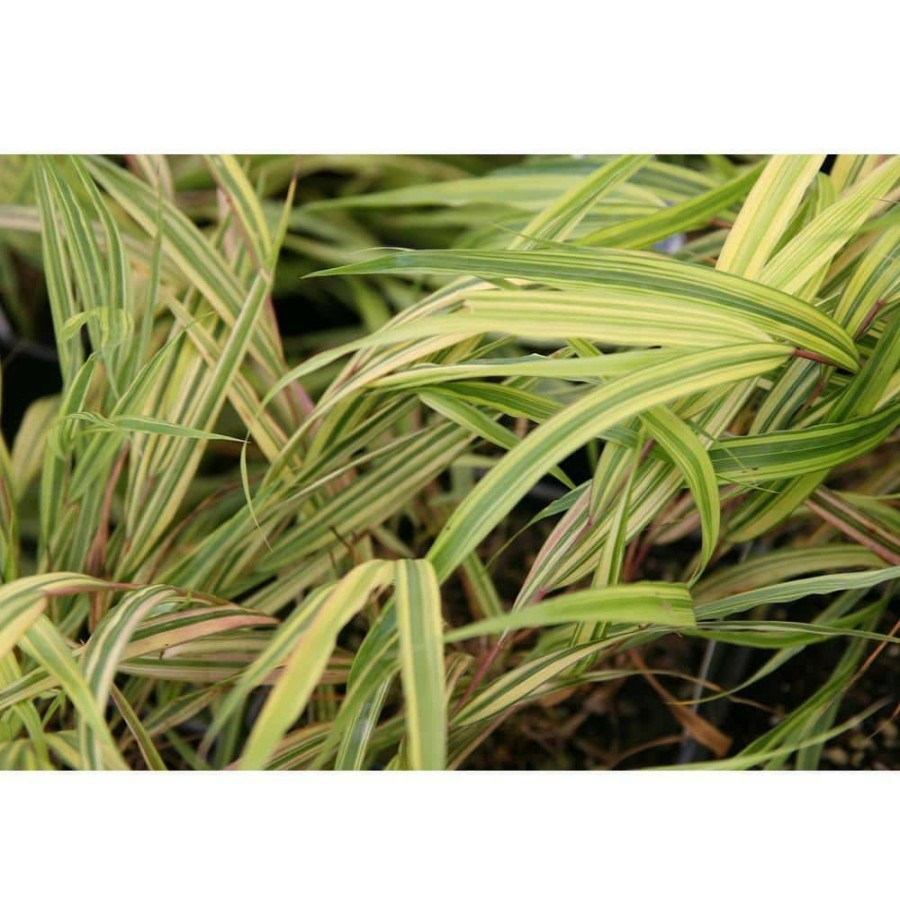 Outdoor Plants * | Best Reviews Of 1 Gal. Aureola Japanese Forest Grass Unique Golden/Green Variegated And Mounding Ornamental Grass By Online Orchards