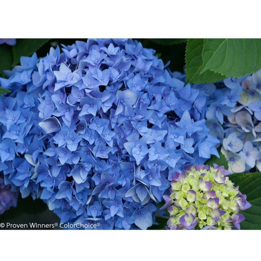 Outdoor Plants * | Best Deal 4.5 In. Qt. Let'S Dance Rhythmic Blue Reblooming Hydrangea (Macrophylla) Live Shrub, Blue Or Pink Flowers By Proven Winners