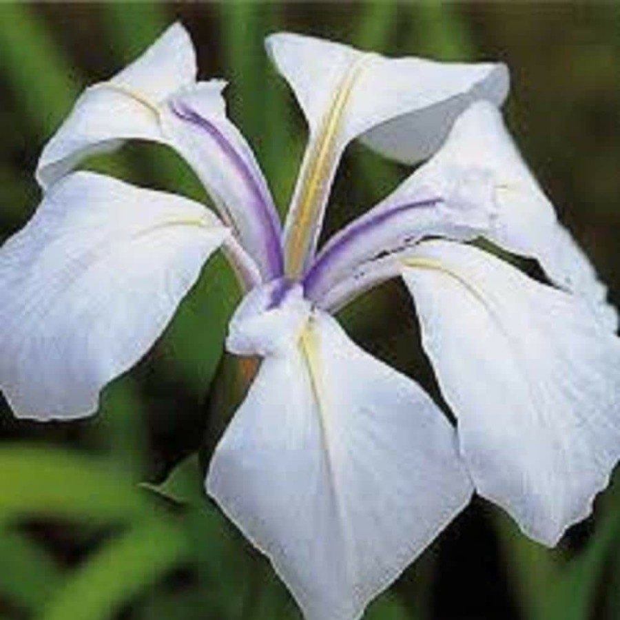 Outdoor Plants * | Flash Sale Givhandys 4 In. Potted Snowdrift Iris Bog/Marginal Aquatic Pond Plant By Unbranded