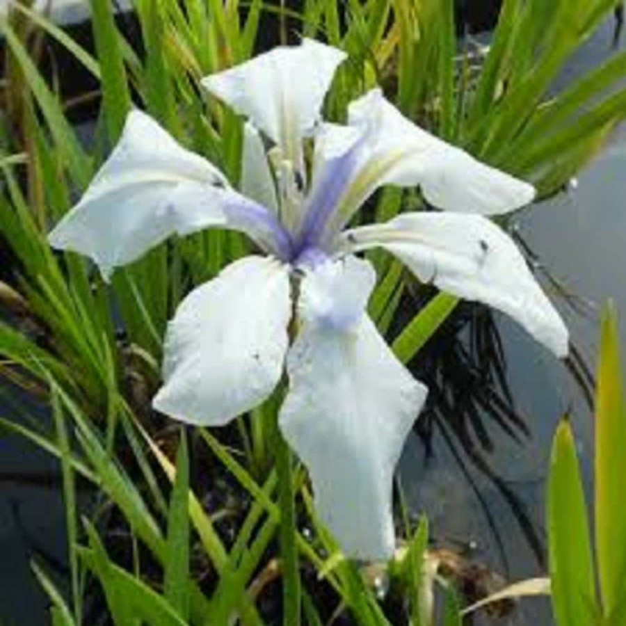 Outdoor Plants * | Flash Sale Givhandys 4 In. Potted Snowdrift Iris Bog/Marginal Aquatic Pond Plant By Unbranded