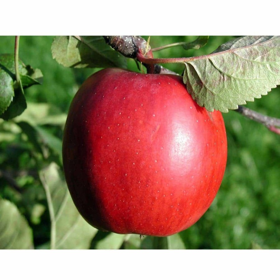 Outdoor Plants * | Best Deal Dwarf Red Delicious Apple Tree Bare Root By Online Orchards