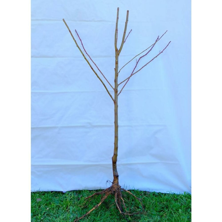 Outdoor Plants * | Best Deal Dwarf Red Delicious Apple Tree Bare Root By Online Orchards