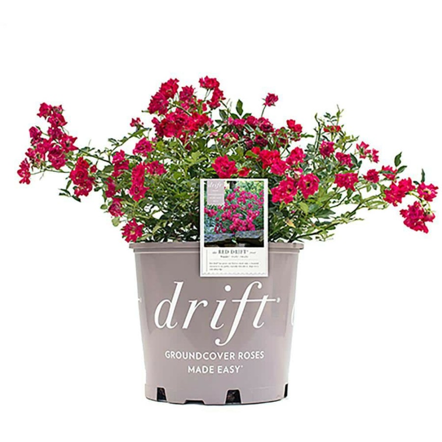 Outdoor Plants * | Flash Sale 2 Gal. The Red Rose Bush With Red Flowers By Drift