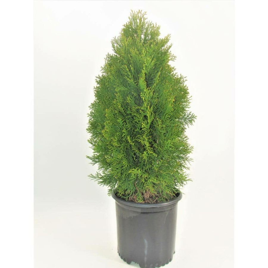 Outdoor Plants * | Deals 3 Gal. Emerald Green Arborvitae (Thuja) Live Evergreen Shrub By Bell Nursery