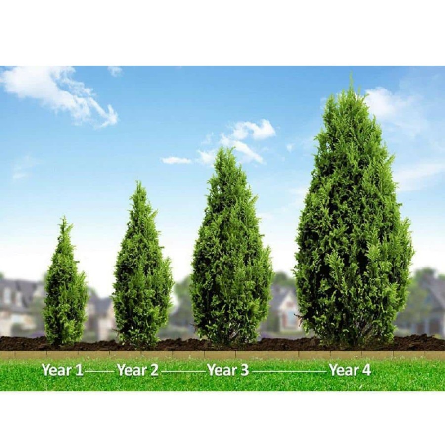 Outdoor Plants * | Deals 3 Gal. Emerald Green Arborvitae (Thuja) Live Evergreen Shrub By Bell Nursery