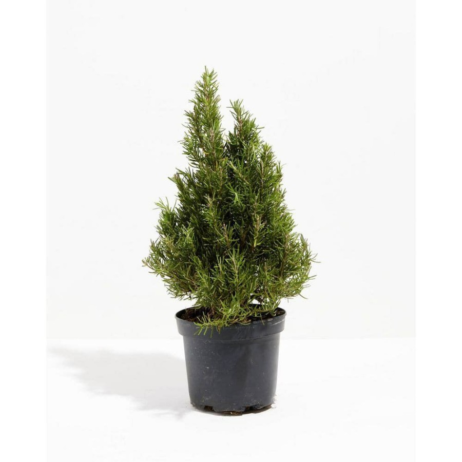 Outdoor Plants * | New Medium Rosemary Christmas Tree (Rosmarinus Officinalis) In 6 In. Grower Pot By Lively Root