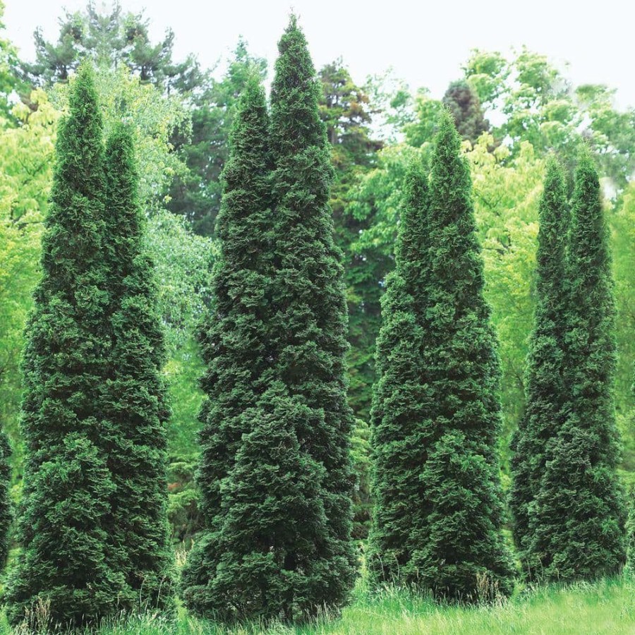 Outdoor Plants * | Buy 48 In. To 54 In. Tall Emerald Green Arborvitae (Thuja), Live Evergreen Bareroot Shrub (1-Pack) By Gardens Alive!