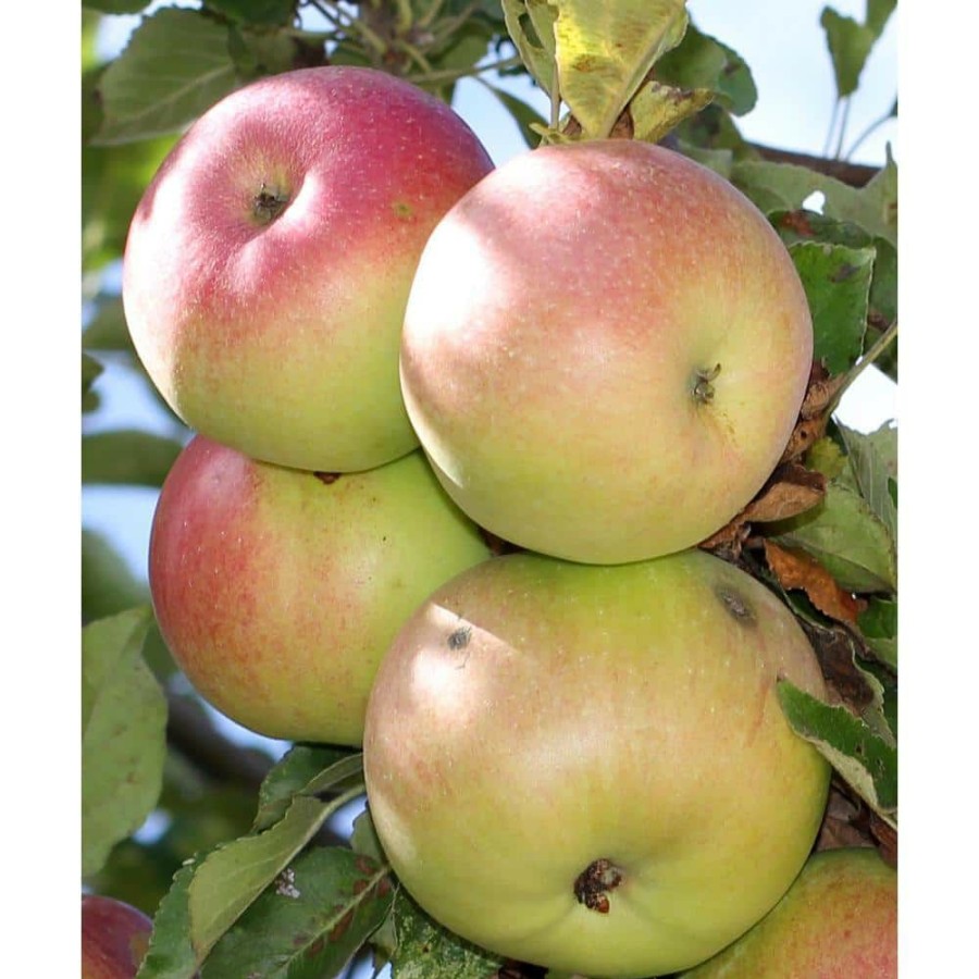 Outdoor Plants * | Cheapest Beverly Hills Apple Tree Bare Root By Online Orchards