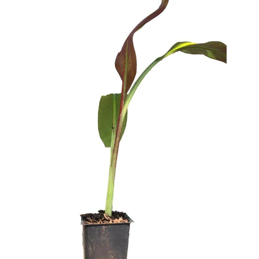 Outdoor Plants * | Best Deal 4 In. Red Pot Abyssinian Banana Plant By Daylily Nursery