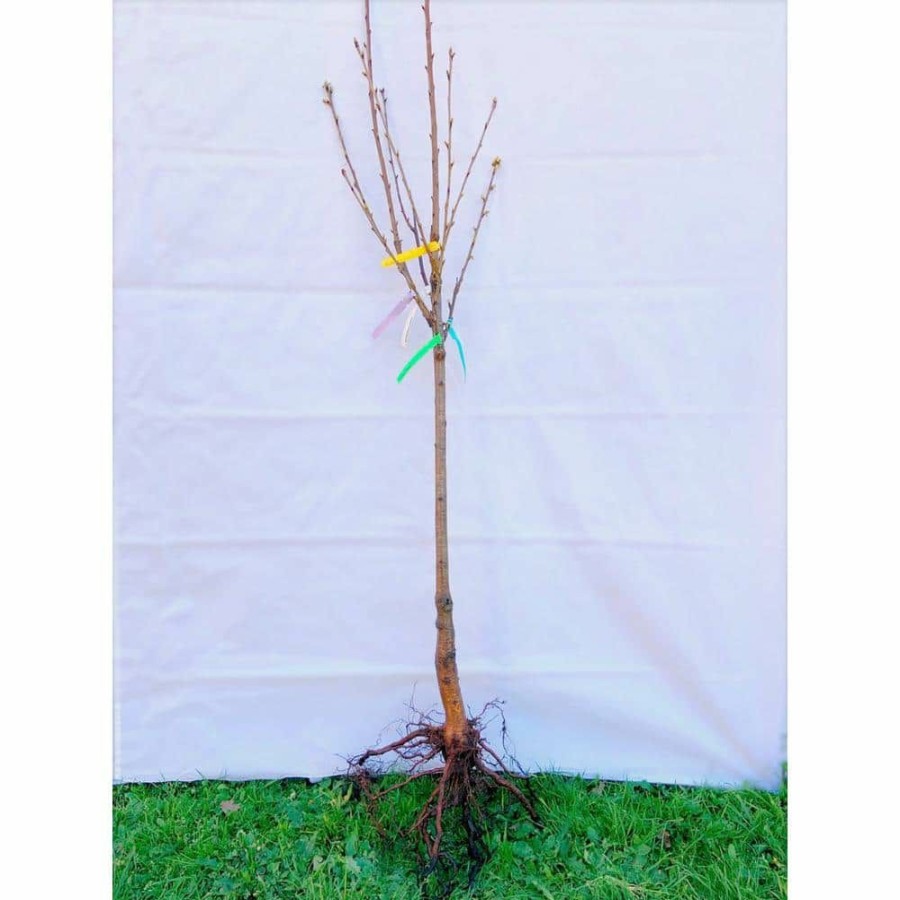 Outdoor Plants * | Best Pirce 3-In-1 Apple Jubilee Tree Bare Root By Online Orchards